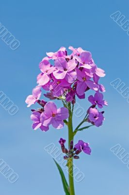 Decorative purple flowers