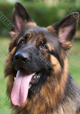 The head of the german shepherd 