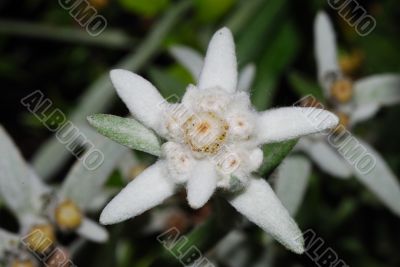 edelweiss great view