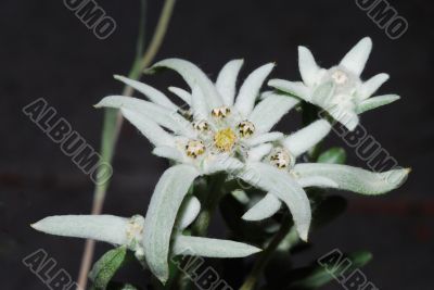 fresh edelweiss