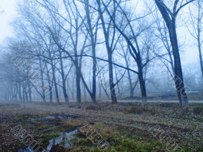 Autumn fog lay on the cold ground