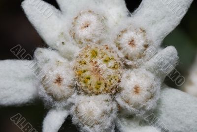 edelweiss flower large view