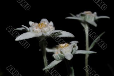 edelweiss in the night