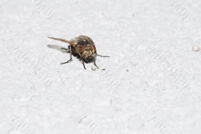 fly on a white wall