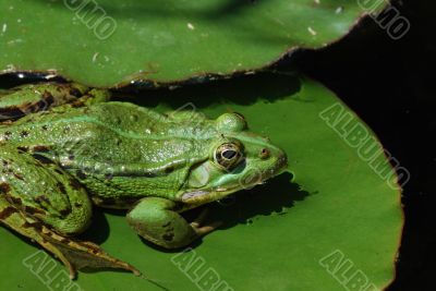 green frog on lily