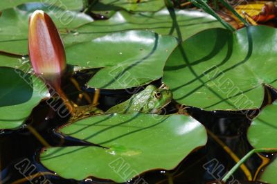 green frog in pond