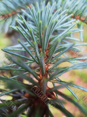 Green pins of the blue fir branch