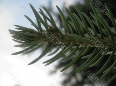 Green pins of the fir branch