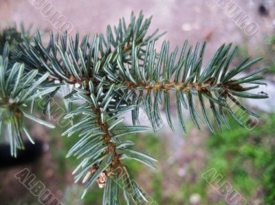 Green pins of the blue fir branch