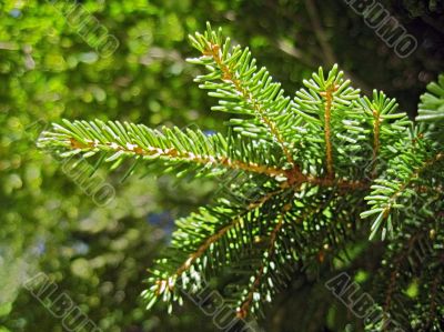 Green pins of the fir branch