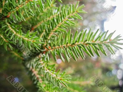 Green pins of the fir branch