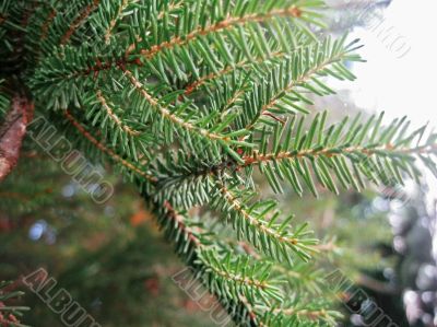 Green pins of the fir branch