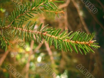 Green pins of the fir branch