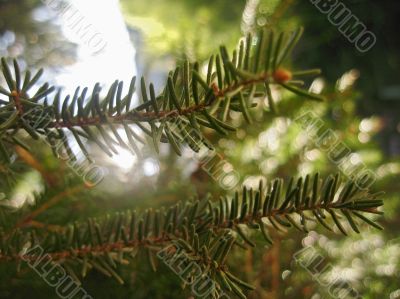Green pins of the fir branch