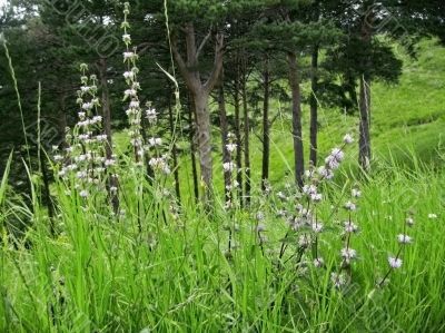Green meadow with a flowers and firs background