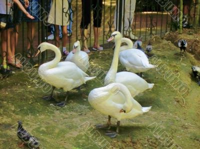White swans and doves in the zoo