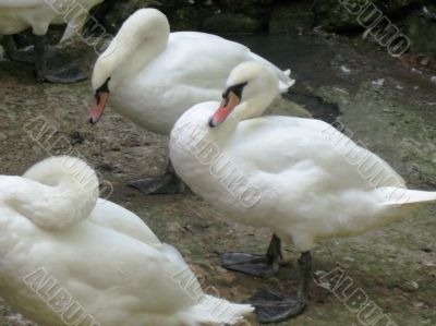 White swans in the zoo