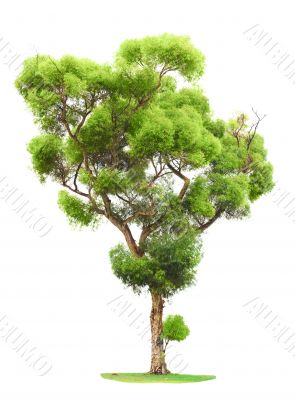 Tree on white background