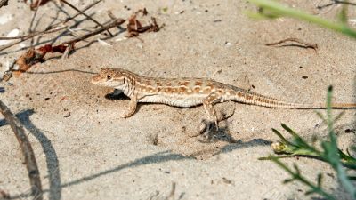 Lizard on the sand