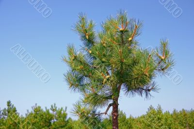 Top of pine tree