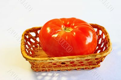  tomato on a white background 