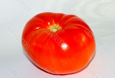  tomato on a white background 