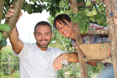 Couple picking fruit