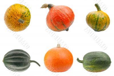 Colourful pumpkins isolated on white background.