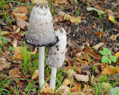 Two Inky caps 