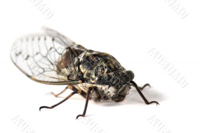 Cicada