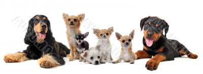 groupe of puppies