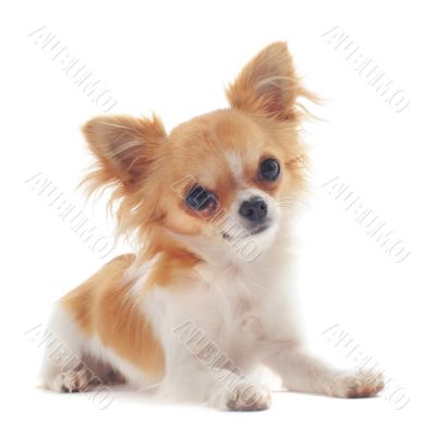 puppy chihuahua