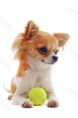 puppy chihuahua and ball