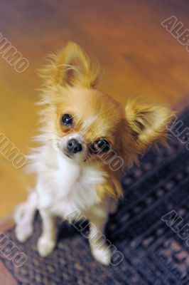 puppy chihuahua