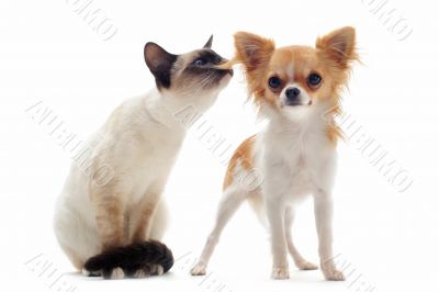 puppy chihuahua and siamese kitten