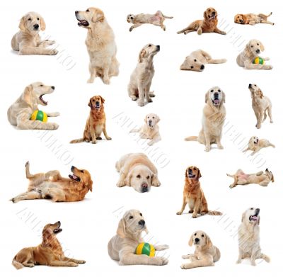 golden retriever
