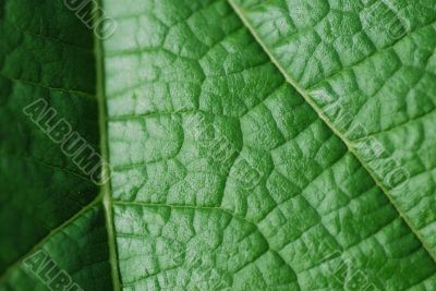 green leaf structure