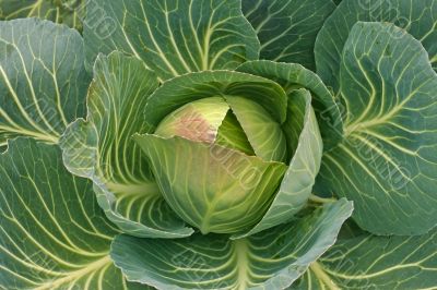 Cabbage in the garden