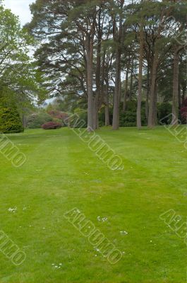 Lawn with trees