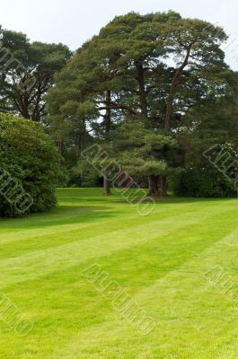 Lawn with trees