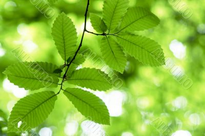 Green foliage