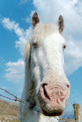 White horse