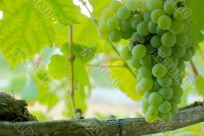 Green grapes