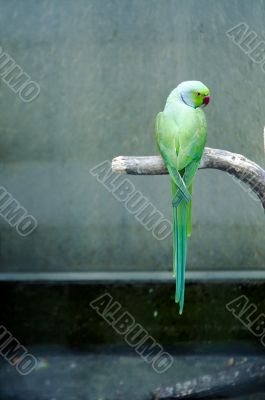 green parrot