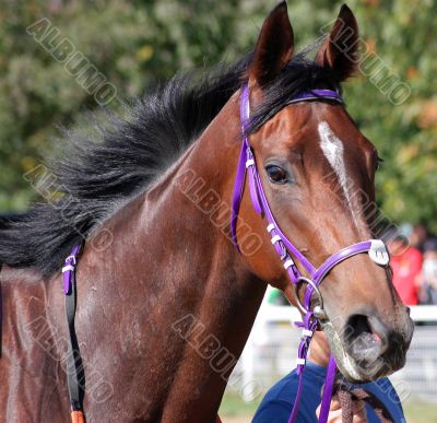 Horses portrait