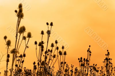 Silhouettes of teasel flowers