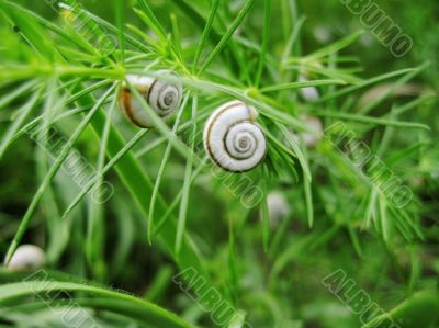 Two white snails on the dry plant