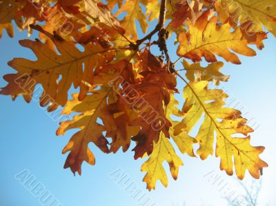 Red oak leaves on the branch