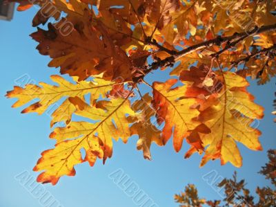 Red oak leaves on the tree branch