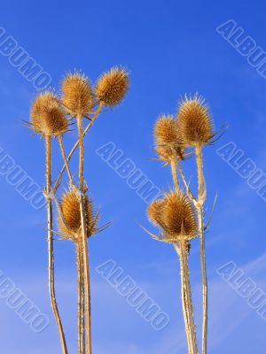 Dried teasel flowers